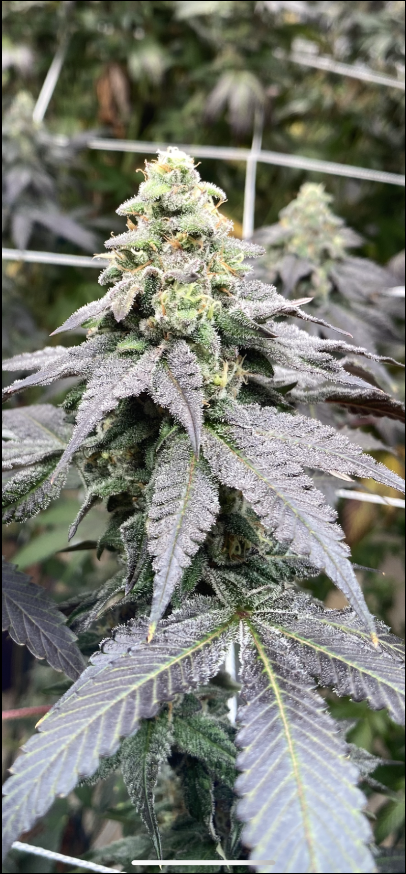 /storage/photos/1/Screenshot 2024-04-17 at 7.16.28 PM.png